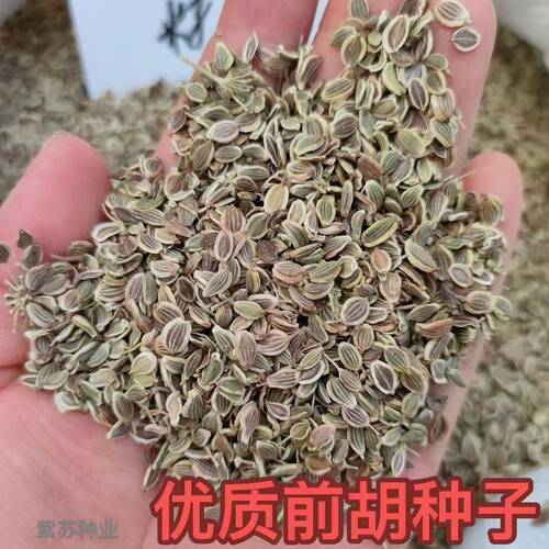 新产前胡种子药材前胡种籽中药材种子简单易种论斤卖前胡种子包邮