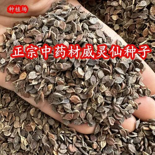 正宗威灵仙种子中药材新威灵仙种子籽铁线莲种子多年生威灵仙籽种
