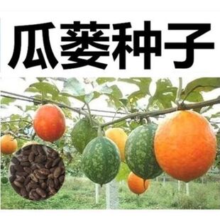 吊瓜子 瓜蒌种子 天花粉栝楼吊瓜润肺祛痰中药材野生糖瓜蒌瓜种子