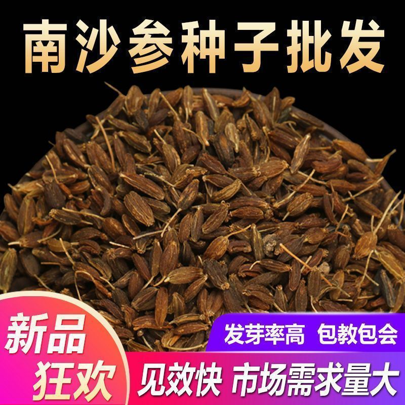 南沙参种籽散装优质中药材南北沙参籽种子春季秋季种植珊瑚菜观果