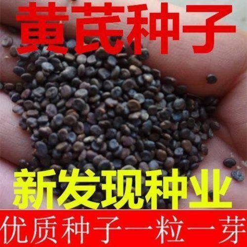 材种子黄芪种子棉芪种子绵芪种子黄参种子