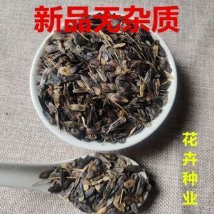 新板蓝根种子大青叶种籽材种籽散装药食两用四季种植包邮