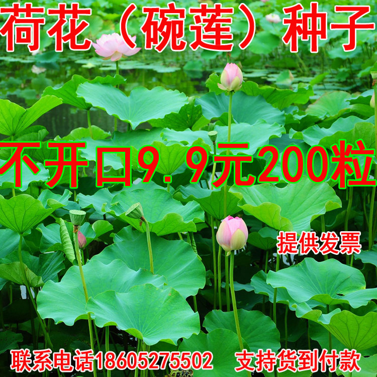 四季播种开口碗莲种子水培植物绿植花卉睡莲种籽包邮荷花水生花