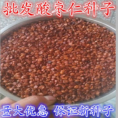 酸枣种子 净籽 南酸枣仁种子 酸枣核种子 枣子种子 枣树新采
