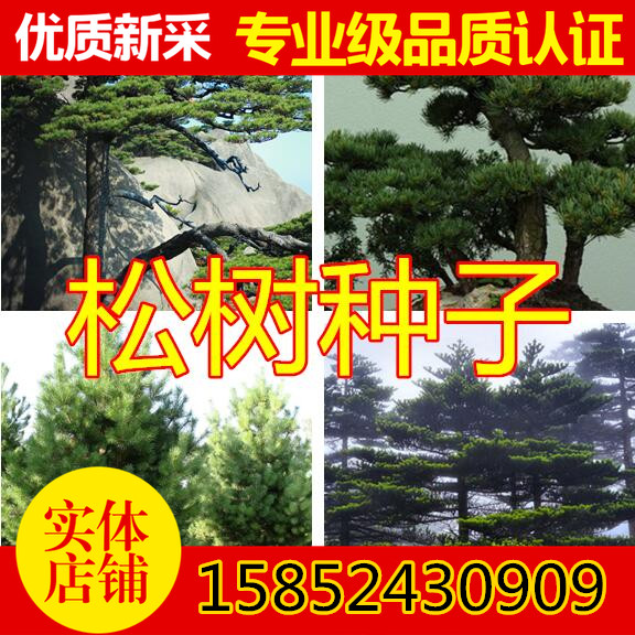 松树种子黑松油松迎客松马尾松白皮松樟子松五针松华山松雪松种子图片