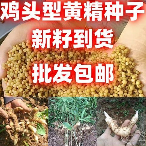 黄精种籽包邮论斤卖黄精鸡头型种子鸡头型种籽药材种籽中药材图片