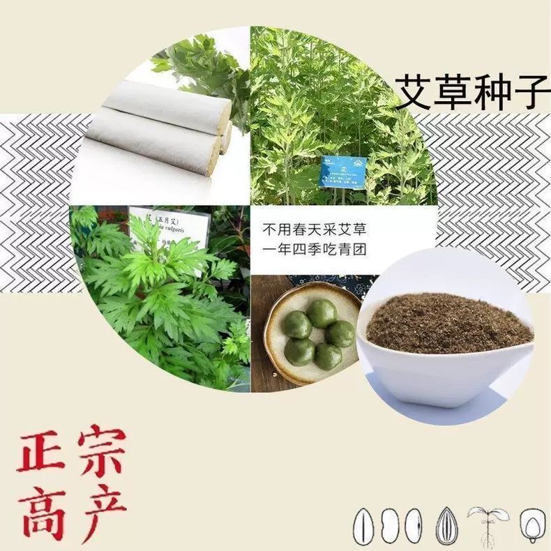 艾草种子种植食用艾草种籽野生艾草种籽大叶艾蒿青蒿四季驱蚊