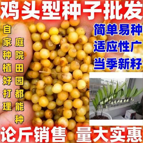 鸡头型种子鸡头型种籽药材种籽材黄精种籽包邮论斤卖黄精