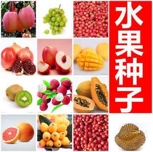 苹果种子软枣猕猴桃杜梨芒果毛桃木瓜山楂黑枣核桃石榴柿子树种子