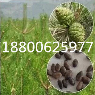 大阪松树种子黑松赤松樟子松马尾松湿地松华山松白皮松五针松种子