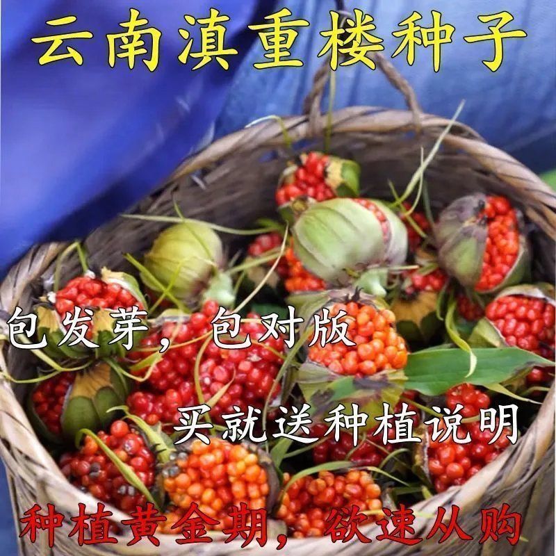 重楼种子云南子七月一枝花滇重楼材独角莲矮杆多芽新鲜图片