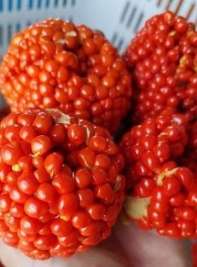 正宗云南重楼种子七月一枝花红白滇重楼种苗血红独角莲矮杆多芽