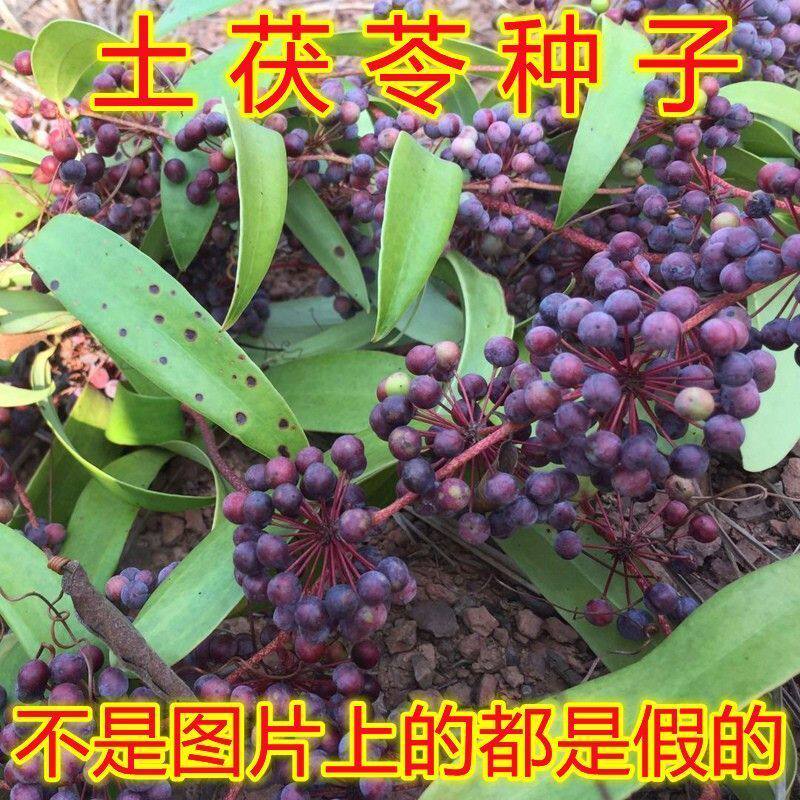 药材土茯苓种子 新采土茯苓种子 野生茯苓树籽红土苓硬饭头冷饭团
