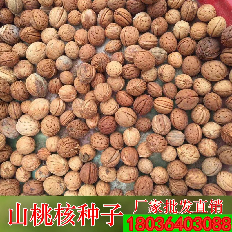 优质林木 山桃核树种子 毛桃核树 紫叶桃树种子 量大从优产地供销