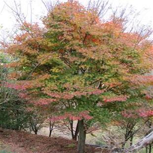 新货鸡爪槭树种子 鸡爪槭种子 小叶 大叶鸡爪槭种子