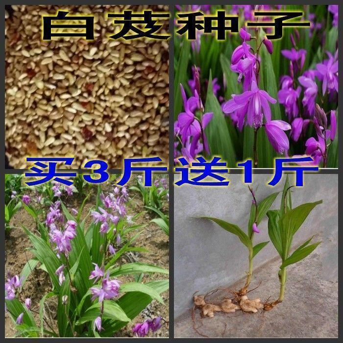药材种子/白芨种子/紫花白芨种籽/紫花大白芨种子包邮图片