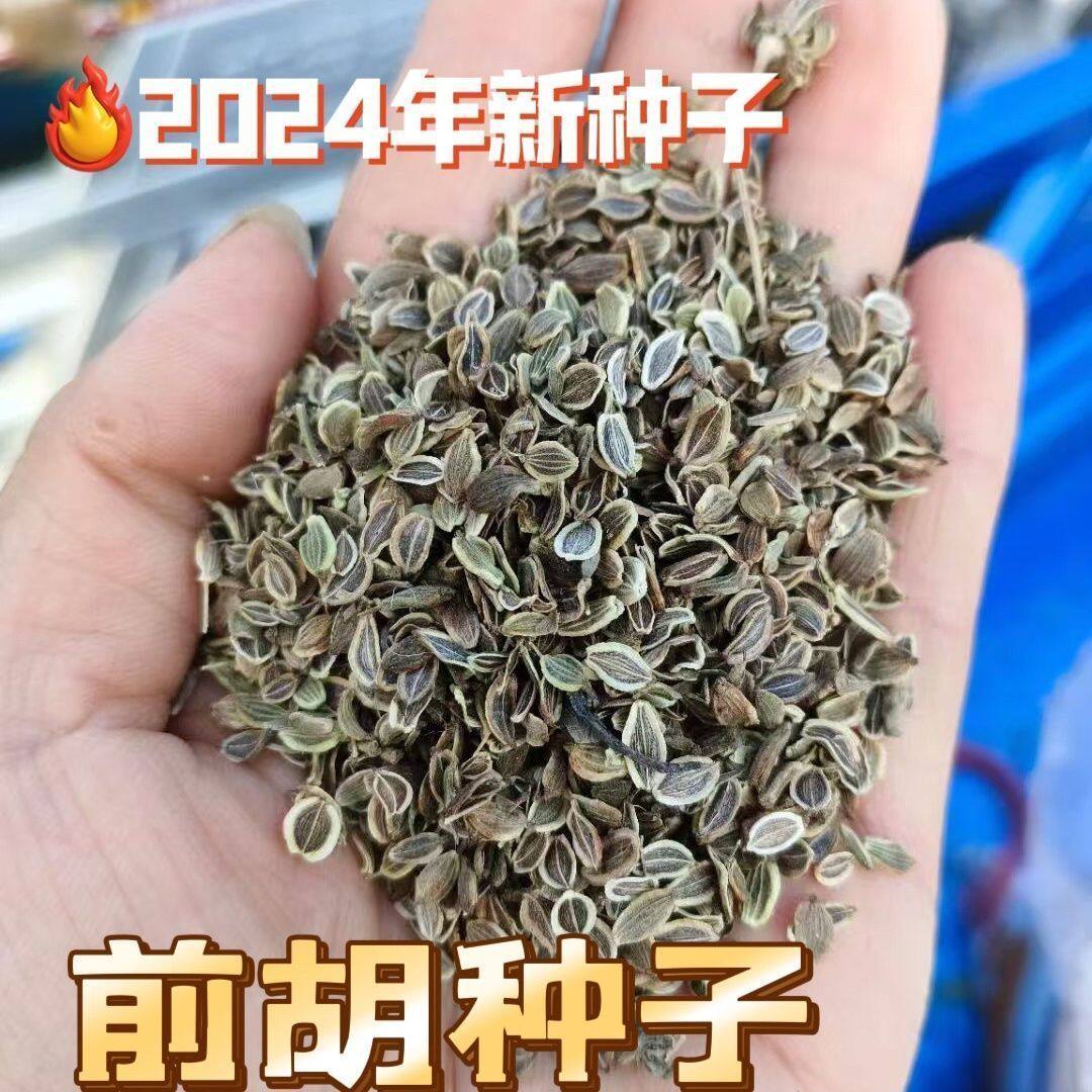 材前胡种子防风白花前胡鸡脚前胡山独活丹牛膝中