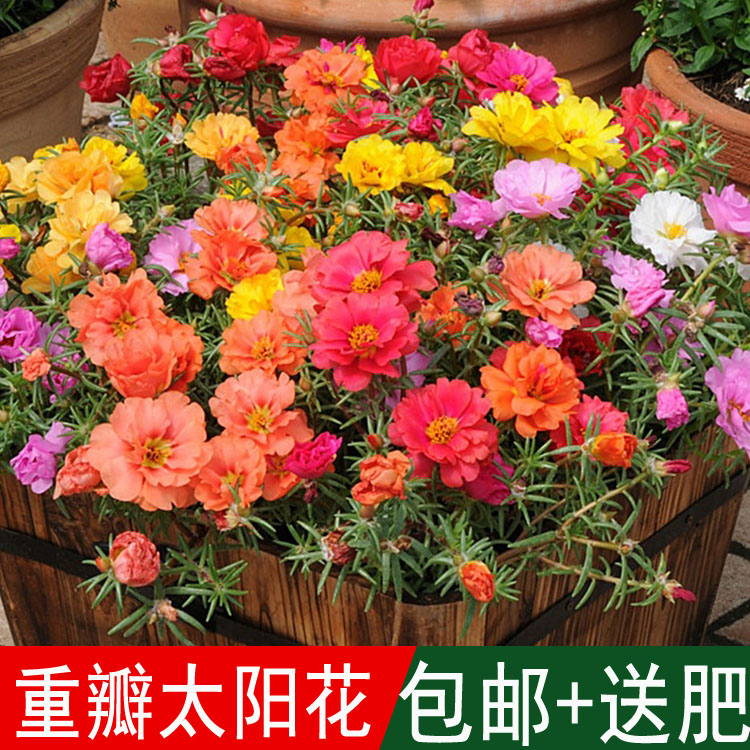 包邮太阳花种子重瓣混色松叶牡丹花草种子室内阳台盆栽四季花卉