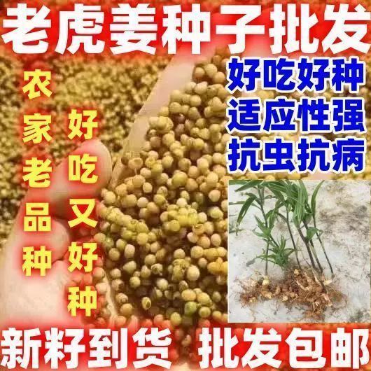 药材老虎姜种子老虎姜种子黄精种子中药材种子简单易种论斤卖黄精图片