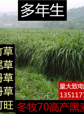 开法牧草多年生黑麦草种子耐寒冬牧70种子养牛羊鸡鹅鱼苜蓿草种籽