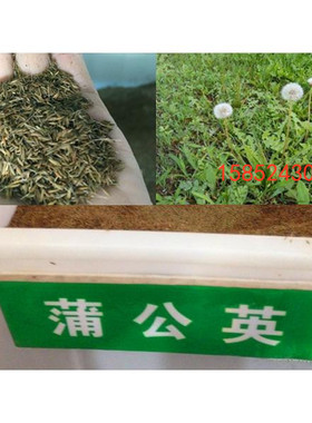 新种子野生蒲公英种子 食用婆婆丁中药材阳台大叶药用特菜包发芽