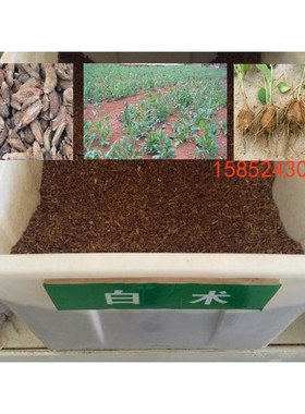 新采中药材种子 白术种子 药用种子林木植物行道日出种业品质保证