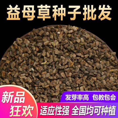 散装种子新鲜种籽四季种植药材还有红花种孑