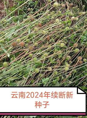 【续断种子】中药材和尚头川续断育苗川断接骨草云南农户原产基地