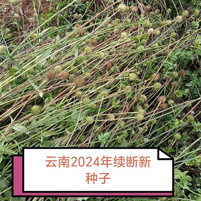 【续断种子】中药材和尚头川续断育苗川断接骨草云南农户原产基地