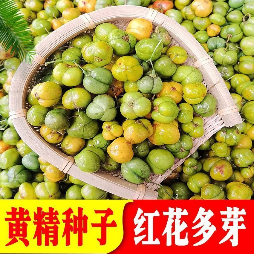 云南滇黄精种子红花多花姜型黄精种子不倒苗老虎姜种籽当年新货图片