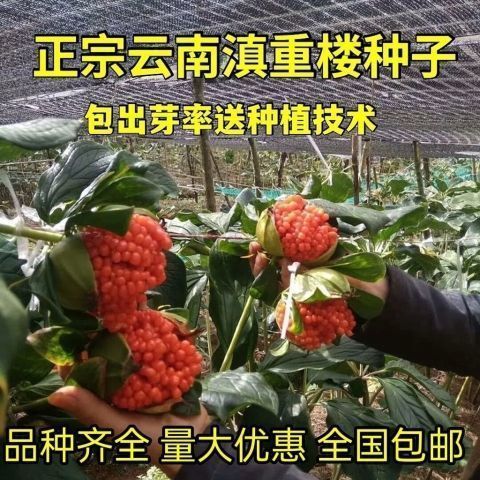 云南重楼种子七叶一枝花大叶高杆矮杆重楼种籽种苗独角莲材图片