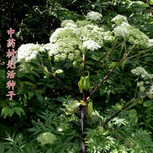 买一送一羌活种子苗多年生野生细叶宽叶羌活苗黑药多年生药材种籽