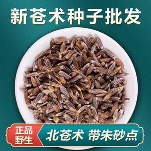 中药材北苍术种子苍术种籽新鲜苍术种植苗带砂点含量高