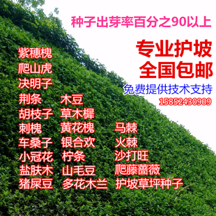胡枝子紫穗槐小冠花荆条猪屎豆刺槐银合欢爬山虎草坪护坡灌木种子