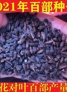 当年新子药材种子种子红花百部种子对叶百部种子