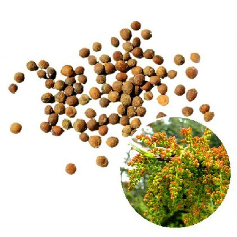 林木种子 花卉种子 净籽 黄连木种子 黄连木树种子 苗木种子