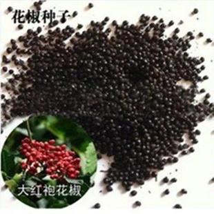 狮子头大红袍花椒种子 韩城 无刺花椒种子 育苗花椒种子包邮