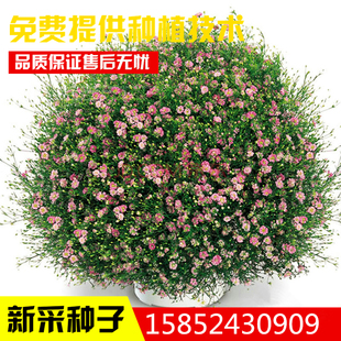 宿根花卉种子 满天星种子 多年生花海种子满天星 多种颜色 易播种