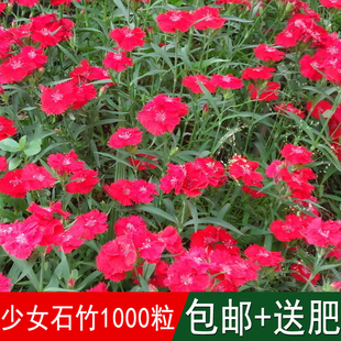 花海专用香草籽美女石竹种子少女石竹多年生地被花卉耐寒四季可播