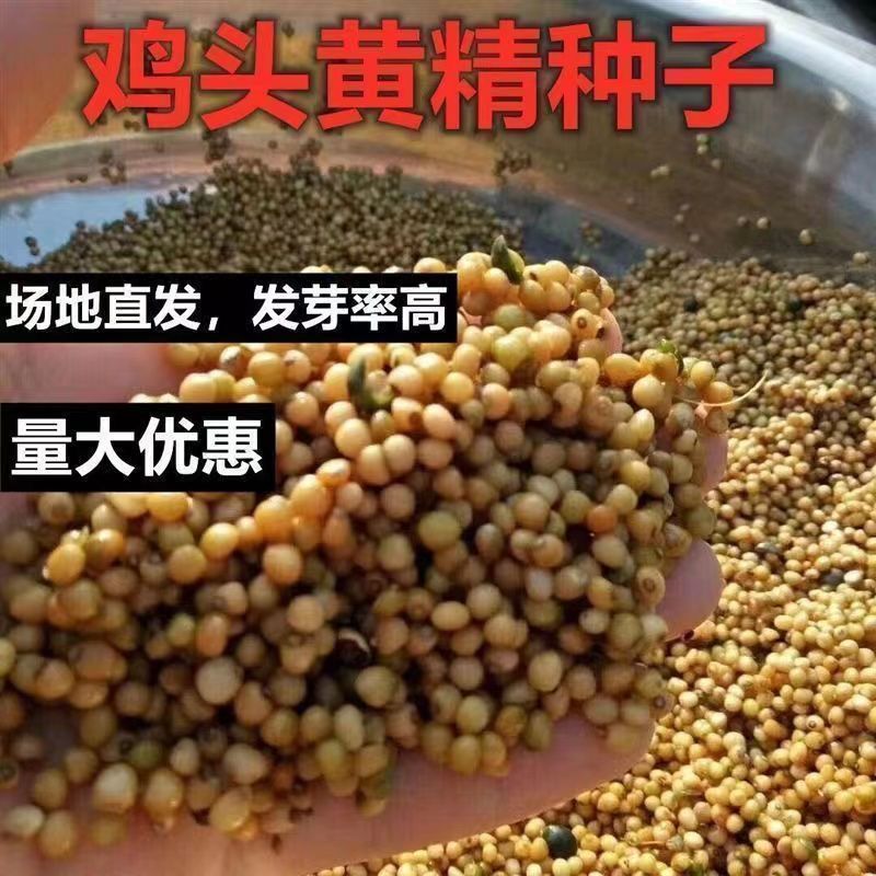 药材黄精种子多花鸡头玉竹种子爪子参黄鸡菜老虎姜黄鸡菜种籽图片