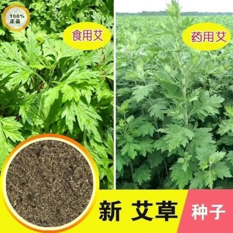 中草药材种子药用艾草种子艾蒿艾叶种子医草艾绒香艾草防蚊虫图片