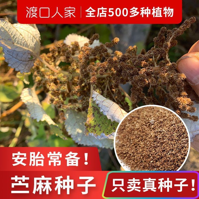 苎麻种子安胎神器名贵中药材荨麻种籽药用茶书苎麻根中草药种