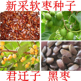 新君迁子种子 软枣种子 野柿子种子 黑枣、圆枣、猕猴梨 柿树种子