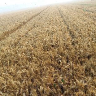 新采优质大麦种子大麦草种籽粮食种籽麦子籽大田高产