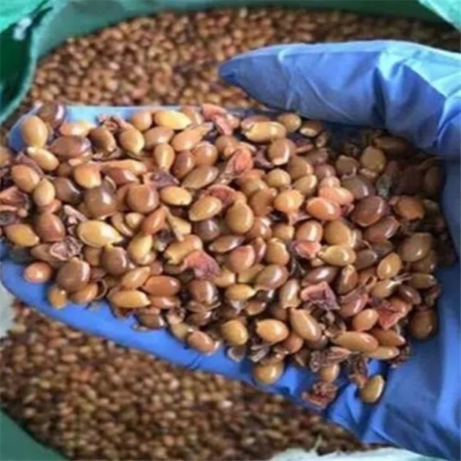 大红八角树种子八角籽大茴香树种籽调料大料大八角八角树八角种籽