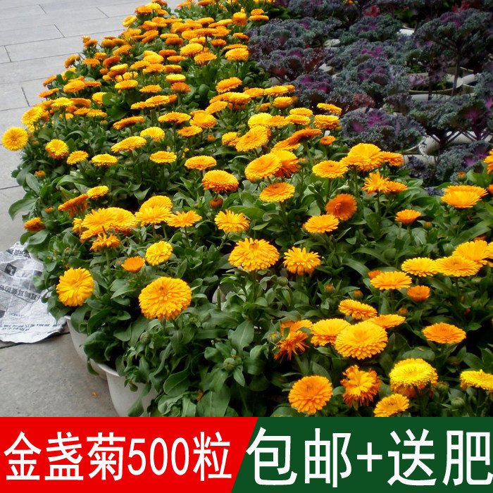 盆栽造景金盏花种子金盏菊花长生菊醒酒花常春花罗马古历初一