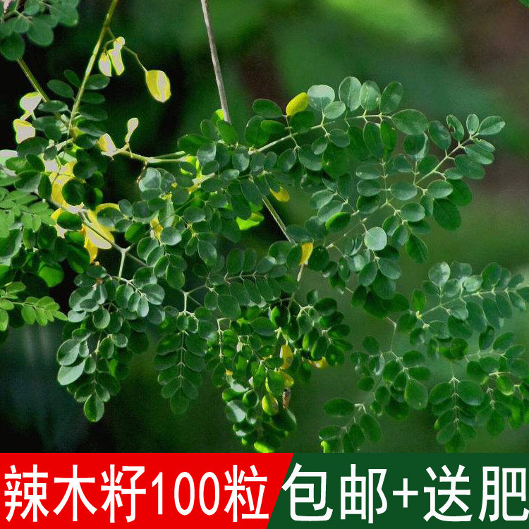 辣木种籽 印度进口正宗特级食用辣木树籽辣木子辣木树种子
