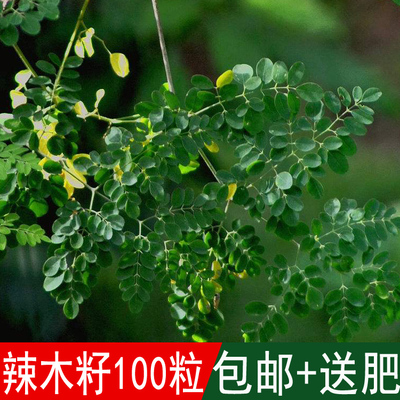 辣木印度进口特级食用种子