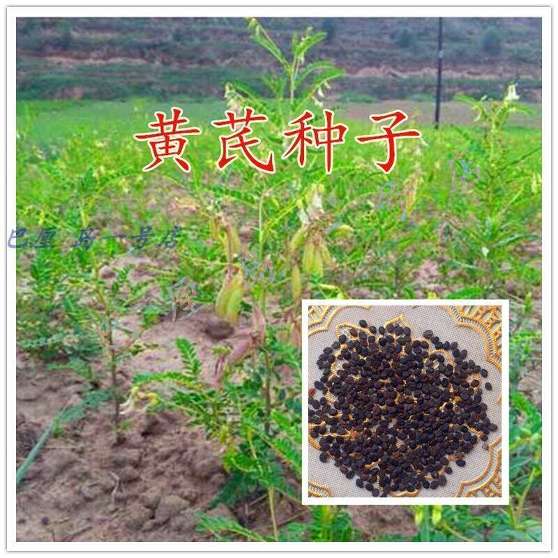 黄芪种子春播观叶种子种子铁芪籽棉芪血参种子家庭园艺种籽