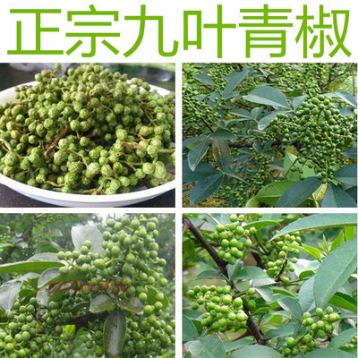 藤椒种子韩城大红袍麻椒